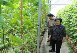 娱乐圈吃瓜代号蜜蜂是谁